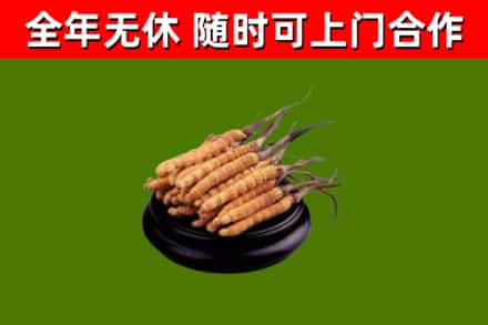 盘山县烟酒回收冬虫夏草.jpg
